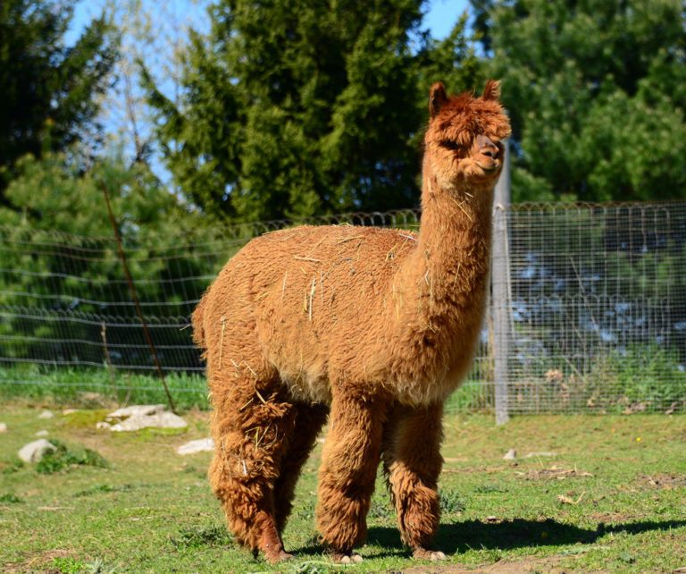 Alpaca Facts PacaNaturals